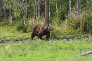 Maschio di orso bruno a Kuusamo in Finlandia